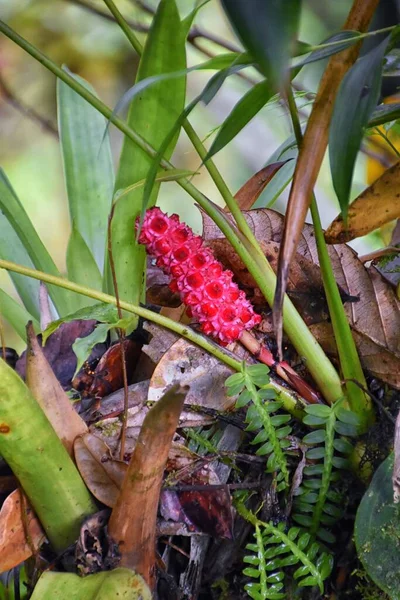 Flor Tropical Salvaje Color Brillante Selva Tropical Costa Rica —  Fotos de Stock