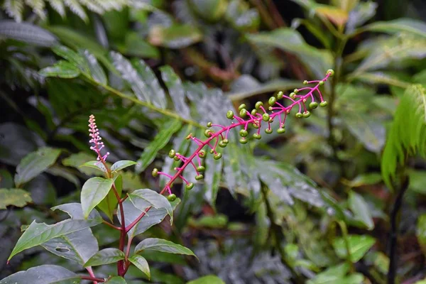 Fiore Tropicale Selvatico Colore Brillante Nella Giungla Tropicale Della Foresta — Foto Stock