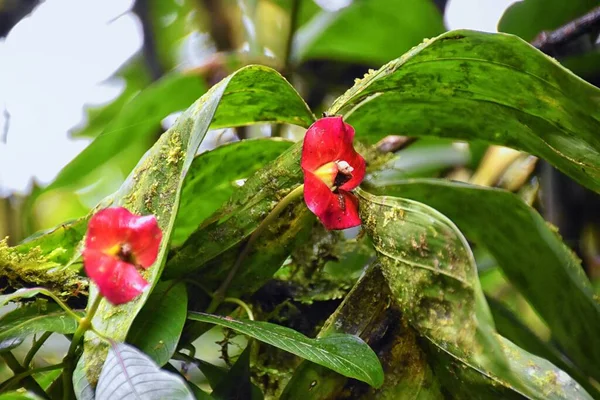 Τροπικό Άγριο Λουλούδι Λαμπρό Χρώμα Στην Τροπική Ζούγκλα Τροπικών Δασών — Φωτογραφία Αρχείου
