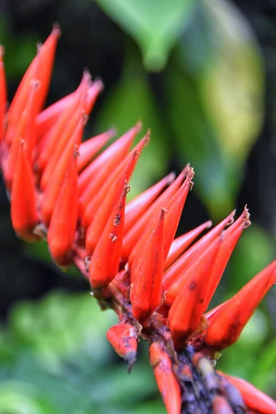 Flor Tropical Salvaje Color Brillante Selva Tropical Costa Rica — Foto de Stock