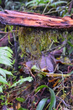 Karanlık tropikal veya orman ormanlarındaki ağaçlarda yosun ve eğreltiotu. Kosta Rika. Orta Amerika. 