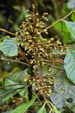 Kosta Rika ormanının yerel tropikal ağaç tohumu. Orta Amerika.