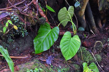 Tropik vahşi orman bitkileri, makro yaprak ve yapraklar yakında. Yeşil yapraklı arka plan. Egzotik orman bitkisi. Botanik konsepti. Kosta Rika. Orta Latin Amerika.