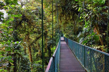 Monteverde Bulut Ormanı Reserve, asma, askıya alınmış köprü, ağaç tepe örtüsü manzarası, Costa Rica, Cordillera de Tilarn Puntarenas ve Alajuela vilayetlerinde. Orta Amerika.