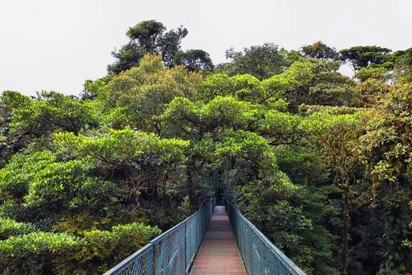 Monteverde Cloud Forest Reserve Hanging Suspended Bridge Treetop Canopy Views — Stock Photo, Image