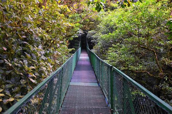 Monteverde Cloud Forest Reserve Hanging Suspended Bridge Treetop Canopy Views — Stock Photo, Image