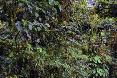 Monteverde Bulut Rezervi, tropikal orman yaprakları, bitkiler ve ağaçlar, Puntarenas ve Alajuela vilayetlerindeki Kosta Rika manzarası. Orta Amerika.