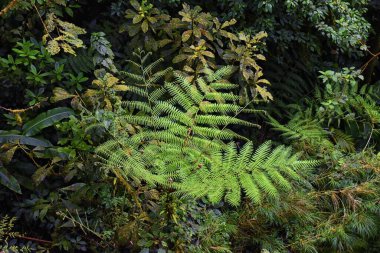 Monteverde Bulut Rezervi, tropikal orman yaprakları, bitkiler ve ağaçlar, Puntarenas ve Alajuela vilayetlerindeki Kosta Rika manzarası. Orta Amerika.