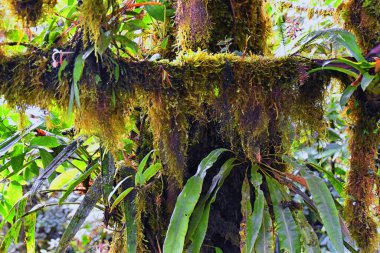 Monteverde Bulut Rezervi, tropikal orman yaprakları, bitkiler ve ağaçlar, Puntarenas ve Alajuela vilayetlerindeki Kosta Rika manzarası. Orta Amerika.