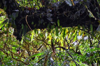 Monteverde Bulut Rezervi, tropikal orman yaprakları, bitkiler ve ağaçlar, Puntarenas ve Alajuela vilayetlerindeki Kosta Rika manzarası. Orta Amerika.