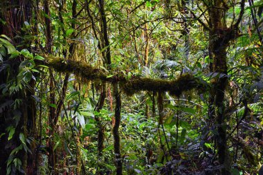 Monteverde Bulut Rezervi, tropikal orman yaprakları, bitkiler ve ağaçlar, Puntarenas ve Alajuela vilayetlerindeki Kosta Rika manzarası. Orta Amerika.