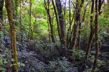 Monteverde Bulut Rezervi, tropikal orman yaprakları, bitkiler ve ağaçlar, Puntarenas ve Alajuela vilayetlerindeki Kosta Rika manzarası. Orta Amerika.