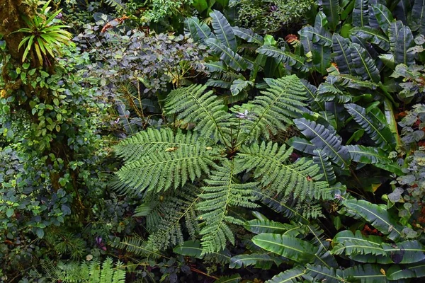 Monteverde Cloud Forest Reserve Vista Para Folhagem Floresta Tropical Plantas — Fotografia de Stock