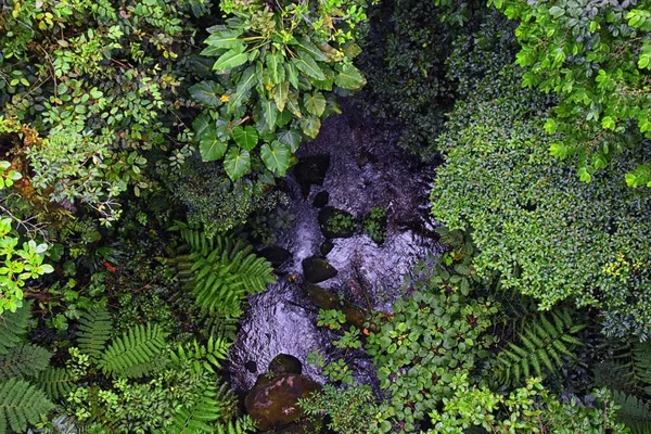 Monteverde Cloud Forest Reserve Vista Para Folhagem Floresta Tropical Plantas — Fotografia de Stock