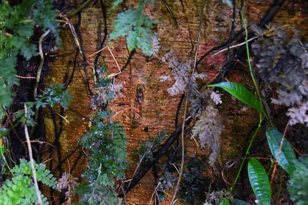 Monteverde Cloud Forest Reserve Απόψεις Των Τροπικών Δασών Φύλλωμα Φυτά — Φωτογραφία Αρχείου