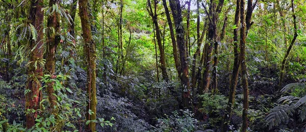 Hutan Hutan Awan Monteverde Pemandangan Dedaunan Hutan Tropis Tanaman Dan — Stok Foto