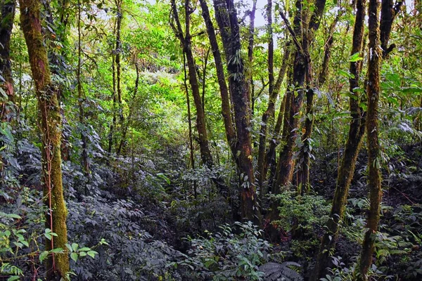 Réserve Forestière Monteverde Cloud Vue Sur Feuillage Forêt Tropicale Les — Photo