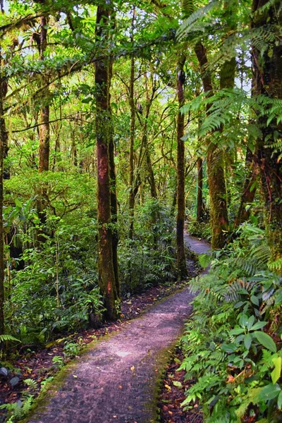Reserva Del Bosque Nuboso Monteverde Vistas Senderos Plantas Árboles Costa —  Fotos de Stock