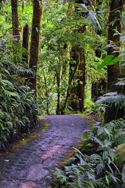 Monteverde Cloud Forest Reserve Θέα Μονοπάτι Πεζοπορίας Φυτά Και Δέντρα — Φωτογραφία Αρχείου