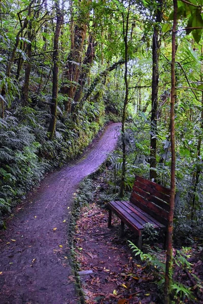 Monteverde Cloud Forest Reserve Vista Para Trilhas Plantas Árvores Costa — Fotografia de Stock