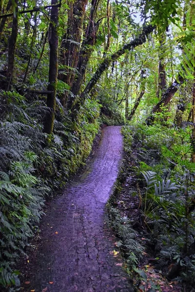 Réserve Forestière Monteverde Cloud Vue Sur Sentier Randonnée Les Plantes — Photo