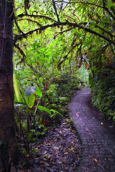 Monteverde Cloud Forest Reserve Views Hiking Path Plants Trees Costa — Stock Photo, Image