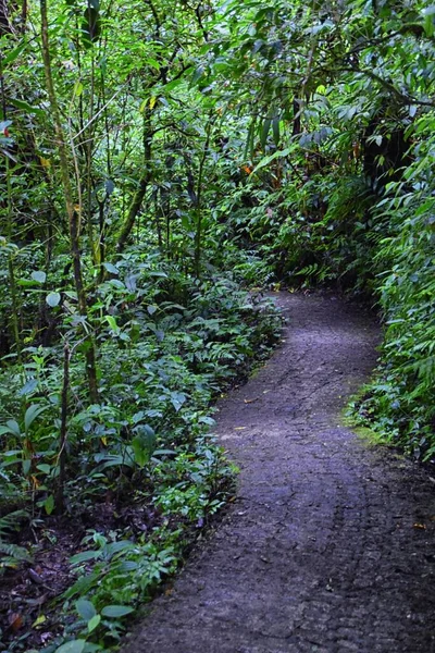 Riserva Foresta Nuvolosa Monteverde Vedute Sentieri Piante Alberi Costa Rica — Foto Stock