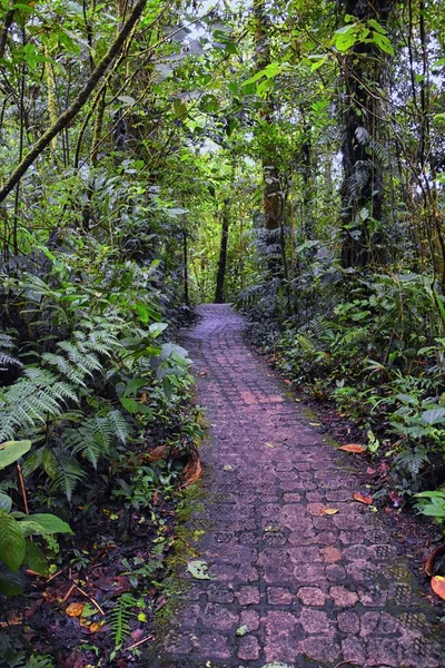 Reserva Del Bosque Nuboso Monteverde Vistas Senderos Plantas Árboles Costa — Foto de Stock