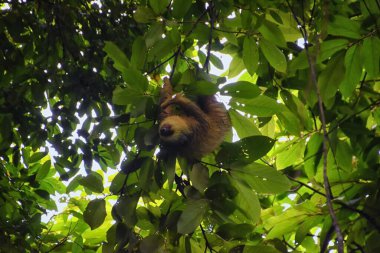 Kosta Rika, Amerika 'da, Parque Nacional Manuel Antonio' da bir ağacın dallarında tembellik..