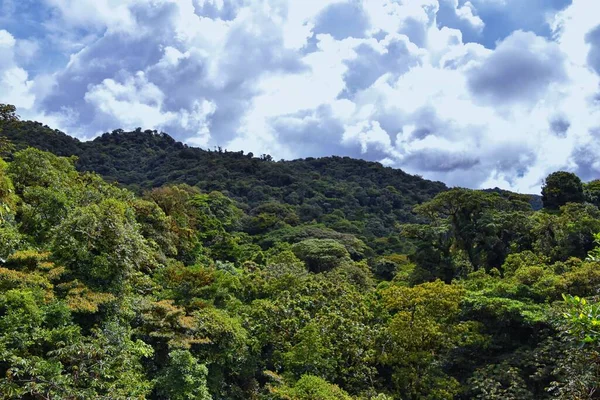 Monteverde Cloud Forest Reserve Vista Para Dossel Plantas Árvores Costa — Fotografia de Stock