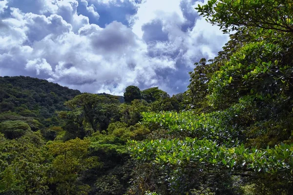 蒙特韦尔德云雾森林保护区 俯瞰蓬塔雷纳斯省和阿拉胡埃拉省境内的树冠 植物和树木 — 图库照片