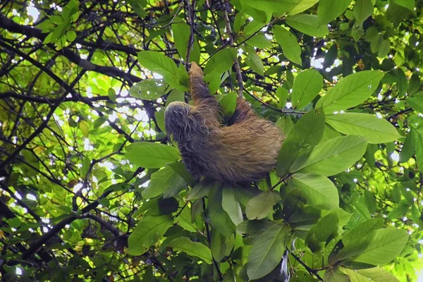 Sloth Στα Κλαδιά Ενός Δέντρου Στο Parque Nacional Manuel Antonio — Φωτογραφία Αρχείου