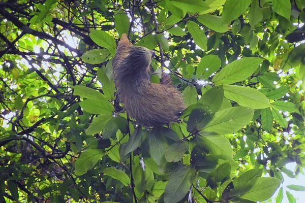 Sloth Egy Ágain Parque Nacional Manuel Antonio Costa Ricában Amerikában — Stock Fotó