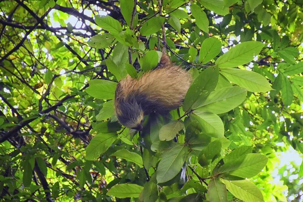 Sloth Takken Van Een Boom Het Parque Nacional Manuel Antonio — Stockfoto