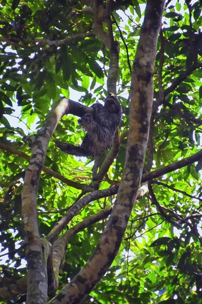 Lenistwo Gałęziach Drzewa Parque Nacional Manuel Antonio Kostaryka Ameryka — Zdjęcie stockowe