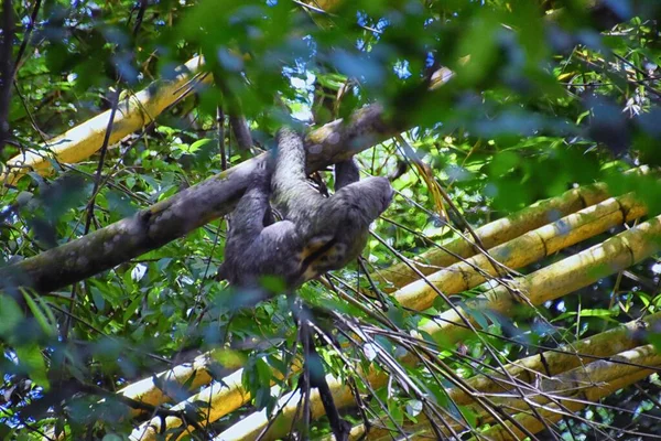 Lenistwo Gałęziach Drzewa Parque Nacional Manuel Antonio Kostaryka Ameryka — Zdjęcie stockowe