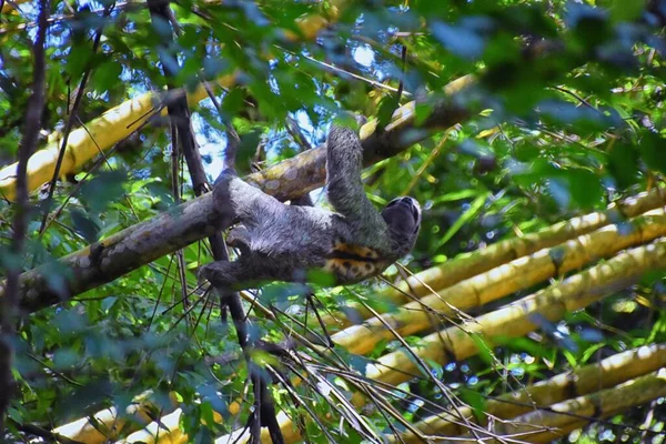 Ленивец Ветвях Дерева Парке Национальный Мануэль Антонио Коста Рике Америка — стоковое фото