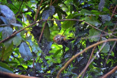 Örümcek Maymun, Ateles Geoffroi, Kosta Rika 'nın tropik ormanlarında nesli tükenmekte olan anne ve bebek. Amerika.