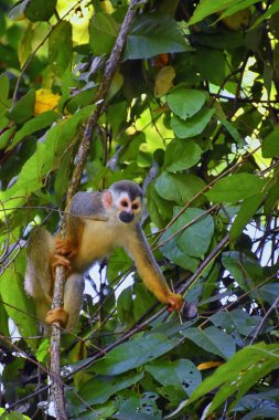 Örümcek Maymun, Ateles Geoffroi, Kosta Rika 'nın tropik ormanlarında nesli tükenmekte olan anne ve bebek. Amerika.