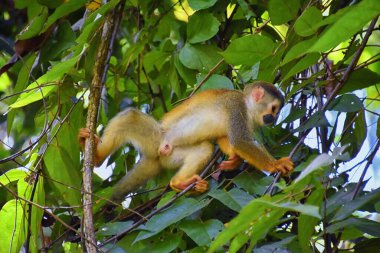 Örümcek Maymun, Ateles Geoffroi, Kosta Rika 'nın tropik ormanlarında nesli tükenmekte olan anne ve bebek. Amerika.