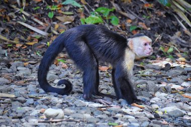 Tropikal ormanda siyah beyaz yüzlü maymun. Beyaz yüzlü kapuçin. Kosta Rika 'da vahşi yaşam sahnesi. Orta Amerika.