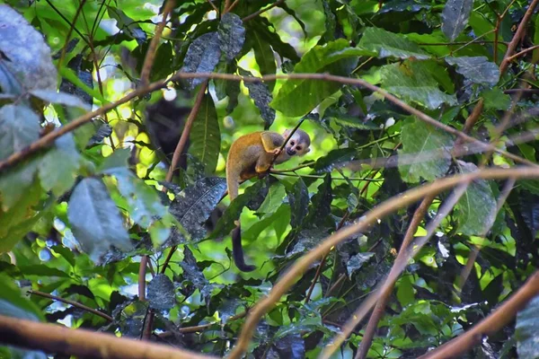 Spider Monkey Ateles Geoffroi Mãe Bebê Perigo Árvores Tropicais Selva — Fotografia de Stock