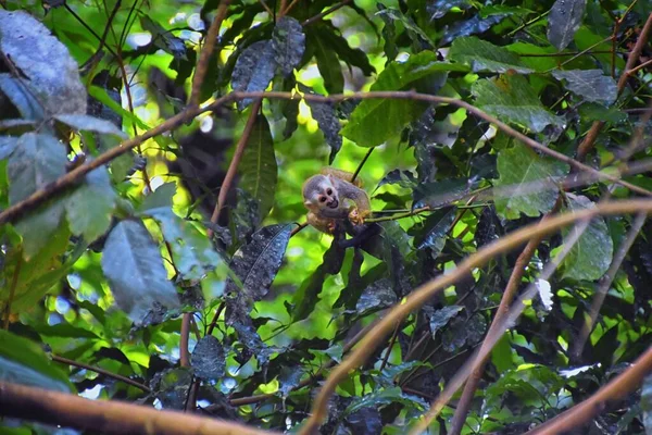 Spider Monkey Ateles Geoffroi Mãe Bebê Perigo Árvores Tropicais Selva — Fotografia de Stock