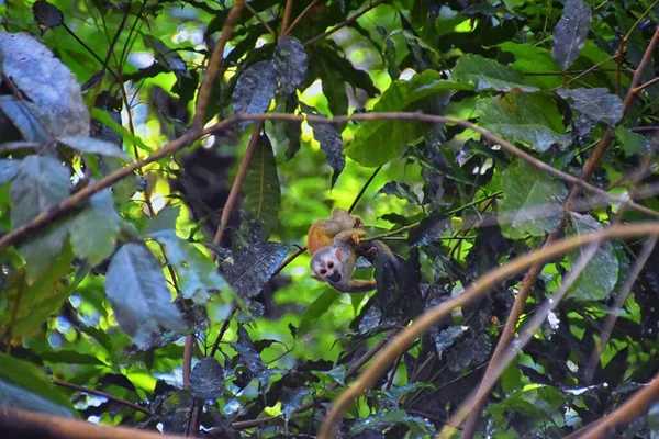 Örümcek Maymun Ateles Geoffroi Kosta Rika Nın Tropik Ormanlarında Nesli — Stok fotoğraf