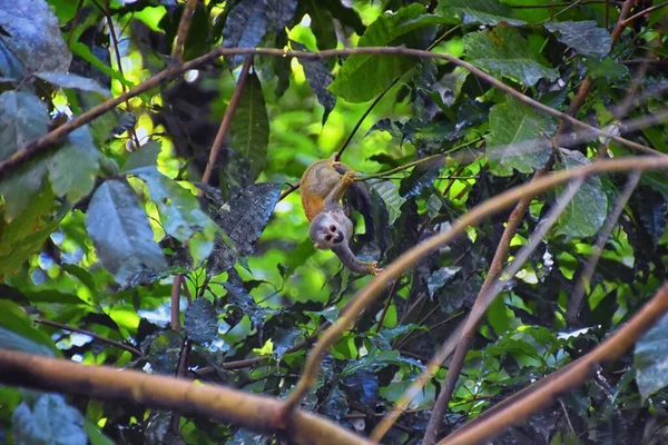 Spider Monkey Ateles Geoffroi Moeder Baby Bedreigd Tropische Jungle Bomen — Stockfoto