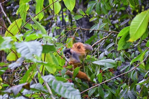 Spider Monkey Ateles Geoffroi Mãe Bebê Perigo Árvores Tropicais Selva — Fotografia de Stock
