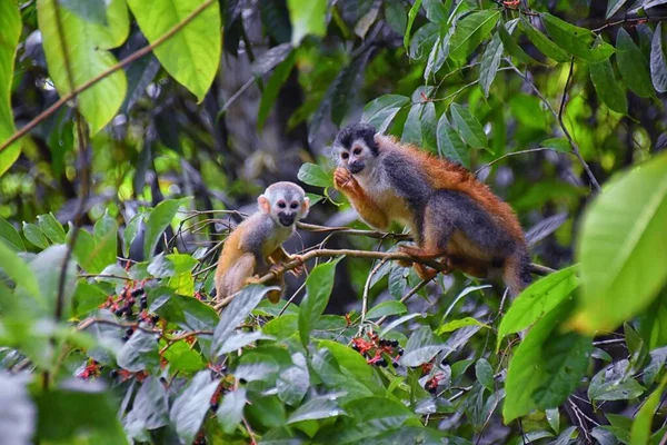 Spider Monkey Ateles Geoffroi Mor Och Barn Utrotningshotade Tropiska Djungelträd — Stockfoto