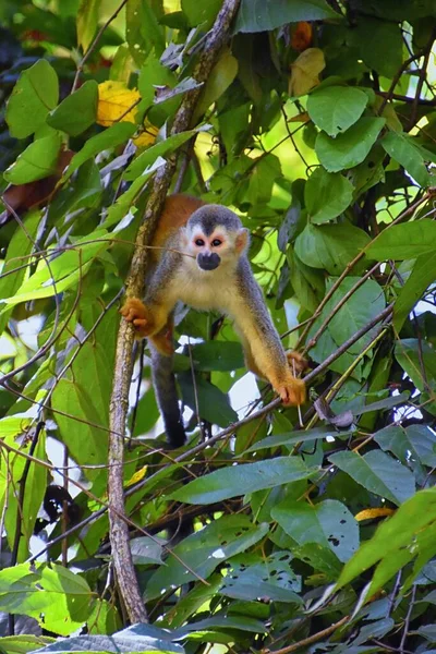 Pókmajom Ateles Geoffroi Veszélyeztetett Anya Baba Costa Rica Trópusi Dzsungelfáin — Stock Fotó