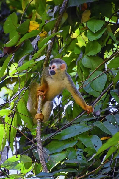 Pókmajom Ateles Geoffroi Veszélyeztetett Anya Baba Costa Rica Trópusi Dzsungelfáin — Stock Fotó