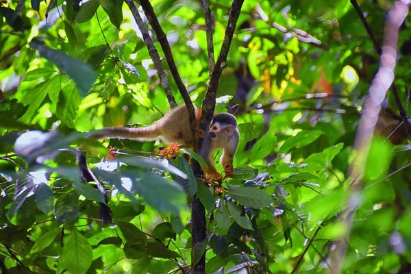 Spider Monkey Ateles Geoffroi Moeder Baby Bedreigd Tropische Jungle Bomen — Stockfoto